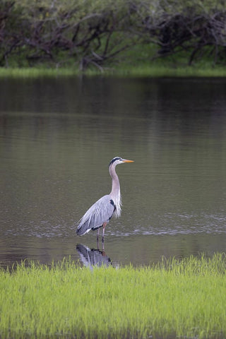 USA-Florida-Sarasota-A grey heron at Myakka River State Park Black Ornate Wood Framed Art Print with Double Matting by Looney, Hollice