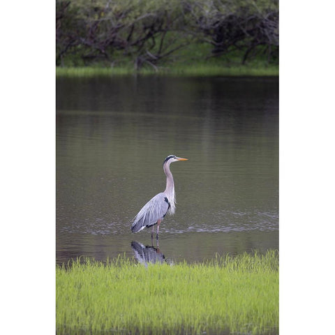 USA-Florida-Sarasota-A grey heron at Myakka River State Park Gold Ornate Wood Framed Art Print with Double Matting by Looney, Hollice