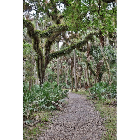 USA-Florida-Sarasota-Myakka River State Park White Modern Wood Framed Art Print by Looney, Hollice