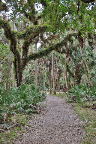 USA-Florida-Sarasota-Myakka River State Park Black Ornate Wood Framed Art Print with Double Matting by Looney, Hollice