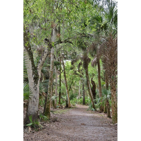 USA-Florida-Sarasota-Myakka River State Park Black Modern Wood Framed Art Print by Looney, Hollice