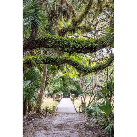 USA-Florida-Sarasota-Myakka River State Park Black Modern Wood Framed Art Print by Looney, Hollice