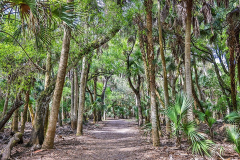 USA-Florida-Sarasota-Myakka River State Park White Modern Wood Framed Art Print with Double Matting by Looney, Hollice