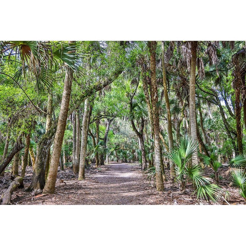 USA-Florida-Sarasota-Myakka River State Park Black Modern Wood Framed Art Print by Looney, Hollice