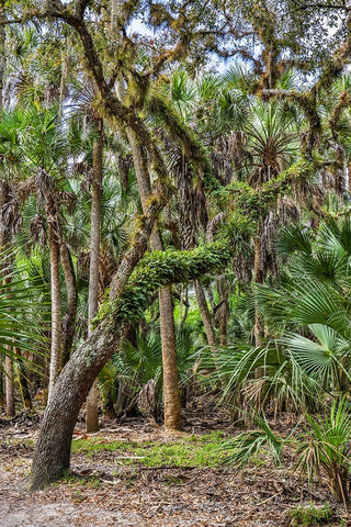 USA-Florida-Sarasota-Myakka River State Park White Modern Wood Framed Art Print with Double Matting by Looney, Hollice