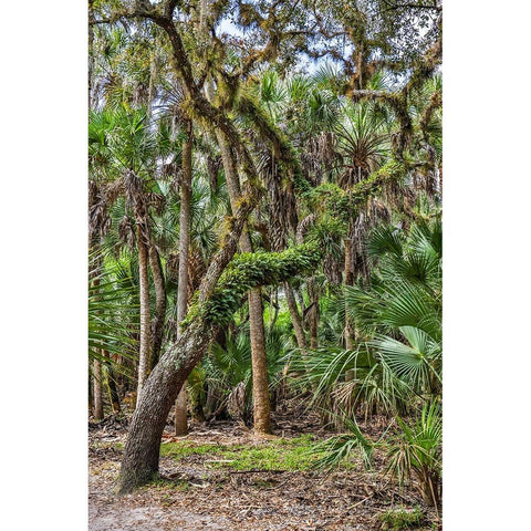 USA-Florida-Sarasota-Myakka River State Park White Modern Wood Framed Art Print by Looney, Hollice