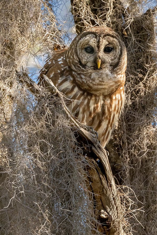 Barred owl- aka hoot owl in tree- Florida- USA Black Modern Wood Framed Art Print by McDonald, Joe and Maryann