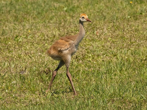 Florida sandhill crane colt- Florida- USA White Modern Wood Framed Art Print with Double Matting by McDonald, Joe and Maryann