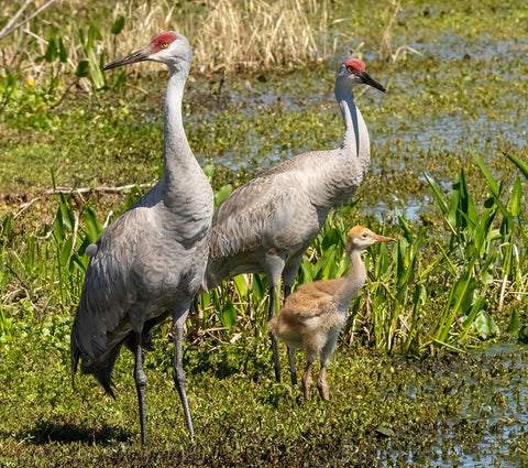 Florida sandhill crane adult with colt- Florida- USA White Modern Wood Framed Art Print with Double Matting by McDonald, Joe and Maryann