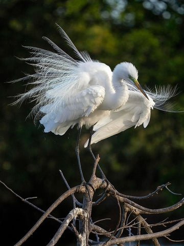 Great Egret- Florida- USA Black Modern Wood Framed Art Print by McDonald, Joe and Maryann