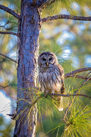 A camouflaged barred owl perches among tree branches during the day White Modern Wood Framed Art Print with Double Matting by Richardson, Larry