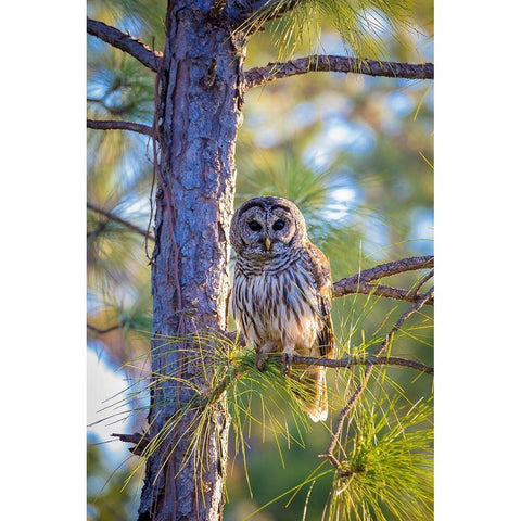 A camouflaged barred owl perches among tree branches during the day Gold Ornate Wood Framed Art Print with Double Matting by Richardson, Larry