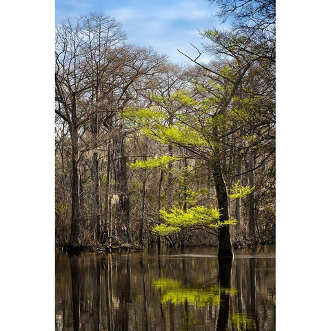 River water moves slowly through a flooded wooded swamp in Florida Cypress leafing out Gold Ornate Wood Framed Art Print with Double Matting by Richardson, Larry