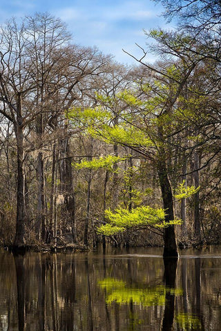 River water moves slowly through a flooded wooded swamp in Florida Cypress leafing out White Modern Wood Framed Art Print with Double Matting by Richardson, Larry