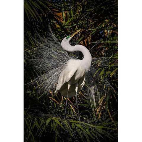 A great egret performs frequent displays using its showy plumage during the breeding season Gold Ornate Wood Framed Art Print with Double Matting by Richardson, Larry