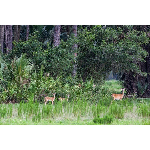 Good habitat white-tailed deer often have twins White Modern Wood Framed Art Print by Richardson, Larry