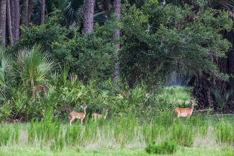 Good habitat white-tailed deer often have twins White Modern Wood Framed Art Print with Double Matting by Richardson, Larry