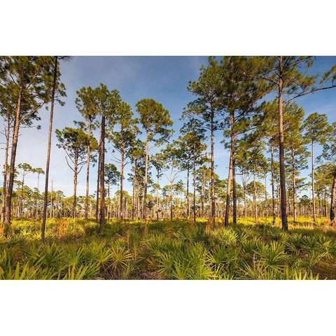 Florida pine forest is maintained by periodic-low intensity fires Gold Ornate Wood Framed Art Print with Double Matting by Richardson, Larry