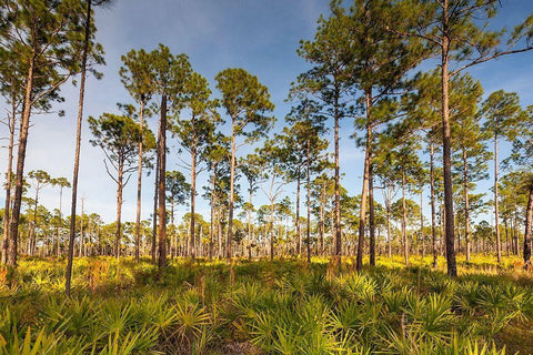 Florida pine forest is maintained by periodic-low intensity fires Black Ornate Wood Framed Art Print with Double Matting by Richardson, Larry