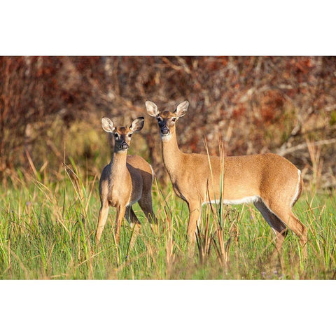 White-tailed deer in prairie-Florida Black Modern Wood Framed Art Print by Richardson, Larry