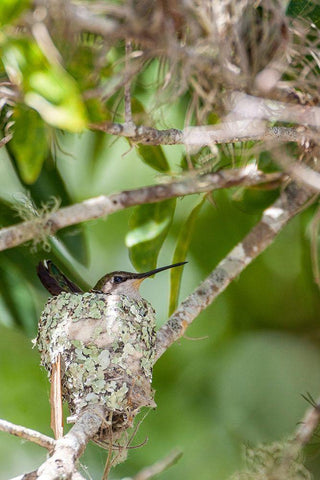 Ruby-throated hummingbird on nest-Florida Black Ornate Wood Framed Art Print with Double Matting by Richardson, Larry