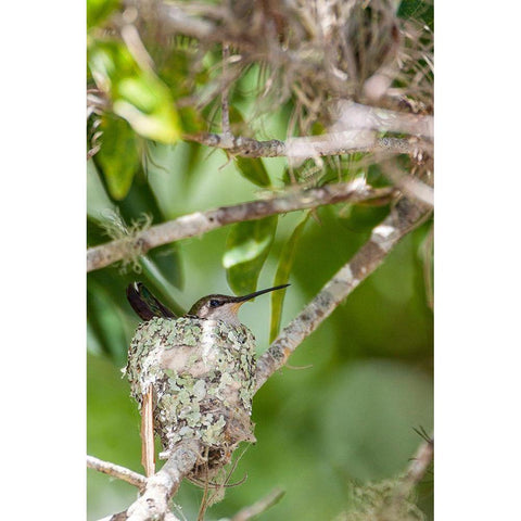 Ruby-throated hummingbird on nest-Florida Gold Ornate Wood Framed Art Print with Double Matting by Richardson, Larry