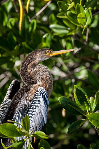 Female anhinga perched on mangrove branch in Florida Black Ornate Wood Framed Art Print with Double Matting by Richardson, Larry