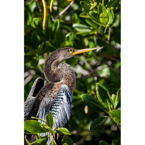 Female anhinga perched on mangrove branch in Florida Gold Ornate Wood Framed Art Print with Double Matting by Richardson, Larry