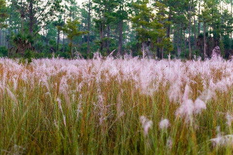 Blooming Muhly grass in a prairie managed by prescribed fire Black Ornate Wood Framed Art Print with Double Matting by Richardson, Larry