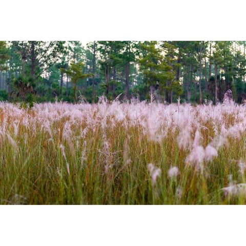 Blooming Muhly grass in a prairie managed by prescribed fire White Modern Wood Framed Art Print by Richardson, Larry