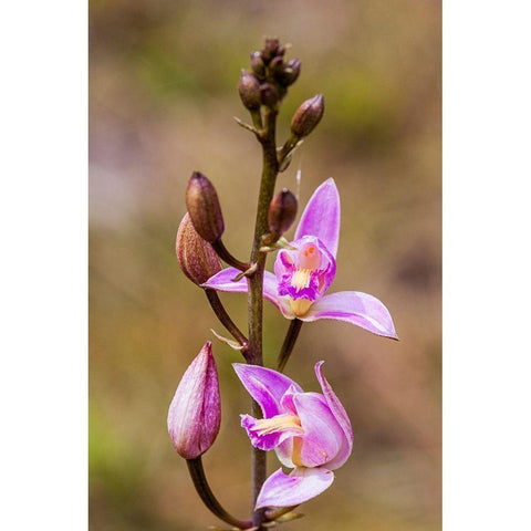 Pine Pink orchid in bloom Black Modern Wood Framed Art Print by Richardson, Larry