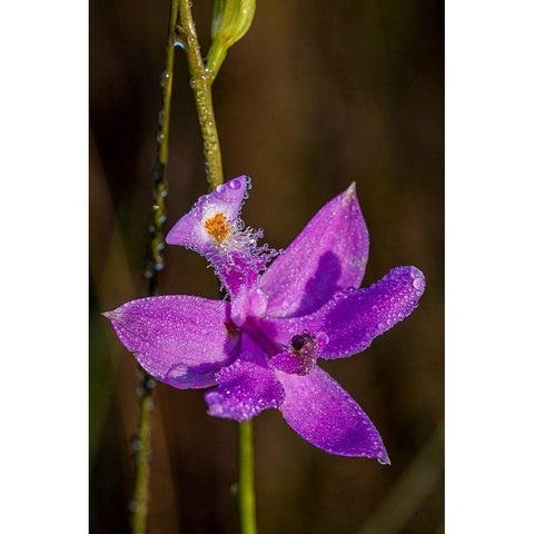 Grass Pink orchids grow in a South Florida prairie Gold Ornate Wood Framed Art Print with Double Matting by Richardson, Larry