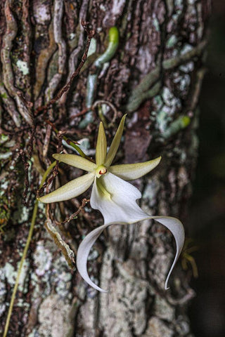 Rare ghost orchid only grows in swamps in South Florida White Modern Wood Framed Art Print with Double Matting by Richardson, Larry