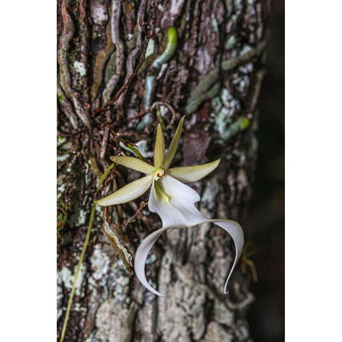 Rare ghost orchid only grows in swamps in South Florida Black Modern Wood Framed Art Print by Richardson, Larry