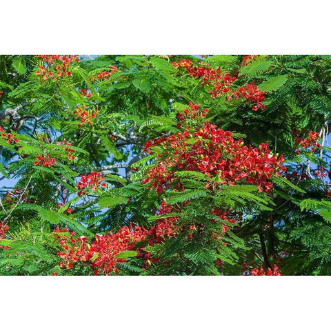 Royal Poinciana tree produces beautiful red flowers Black Modern Wood Framed Art Print by Richardson, Larry
