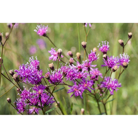 Florida ironweed Black Modern Wood Framed Art Print with Double Matting by Richardson, Larry