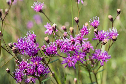 Florida ironweed White Modern Wood Framed Art Print with Double Matting by Richardson, Larry
