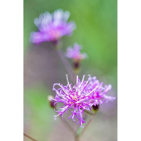 Florida ironweed Gold Ornate Wood Framed Art Print with Double Matting by Richardson, Larry