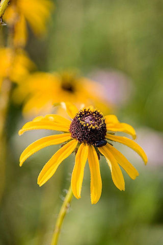 Black-eyed Susan blooms White Modern Wood Framed Art Print with Double Matting by Richardson, Larry