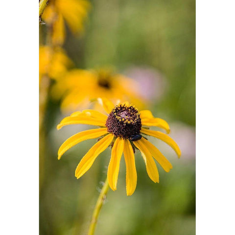 Black-eyed Susan blooms Gold Ornate Wood Framed Art Print with Double Matting by Richardson, Larry