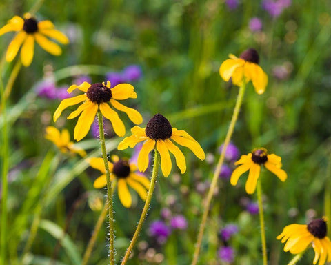 Black-eyed Susan blooms Black Ornate Wood Framed Art Print with Double Matting by Richardson, Larry