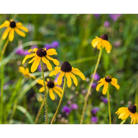 Black-eyed Susan blooms Gold Ornate Wood Framed Art Print with Double Matting by Richardson, Larry