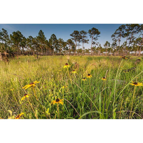 Black-eyed Susan blooms White Modern Wood Framed Art Print by Richardson, Larry