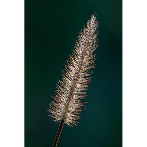 Foxtail grass Gold Ornate Wood Framed Art Print with Double Matting by Richardson, Larry
