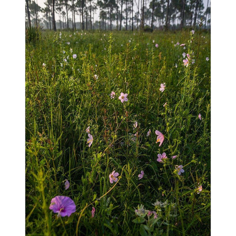 Marsh Mallow blooms in a South Florida prairie White Modern Wood Framed Art Print by Richardson, Larry