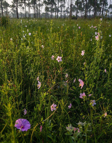Marsh Mallow blooms in a South Florida prairie White Modern Wood Framed Art Print with Double Matting by Richardson, Larry