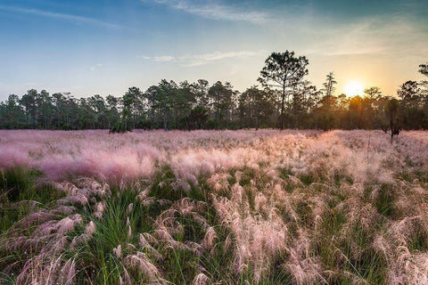 Pink blooming Muhly grass fills a recently burned prairie in south Florida Black Ornate Wood Framed Art Print with Double Matting by Richardson, Larry