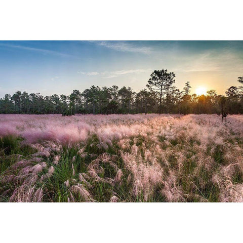 Pink blooming Muhly grass fills a recently burned prairie in south Florida Black Modern Wood Framed Art Print with Double Matting by Richardson, Larry