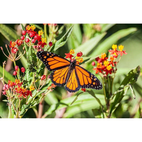 Monarch butterfly lights on a milkweed bloom Gold Ornate Wood Framed Art Print with Double Matting by Richardson, Larry