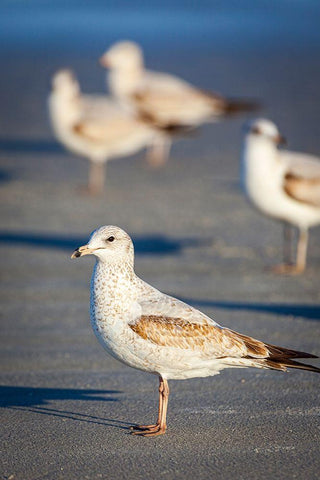 Portrait of a ring-billed gull White Modern Wood Framed Art Print with Double Matting by Richardson, Larry